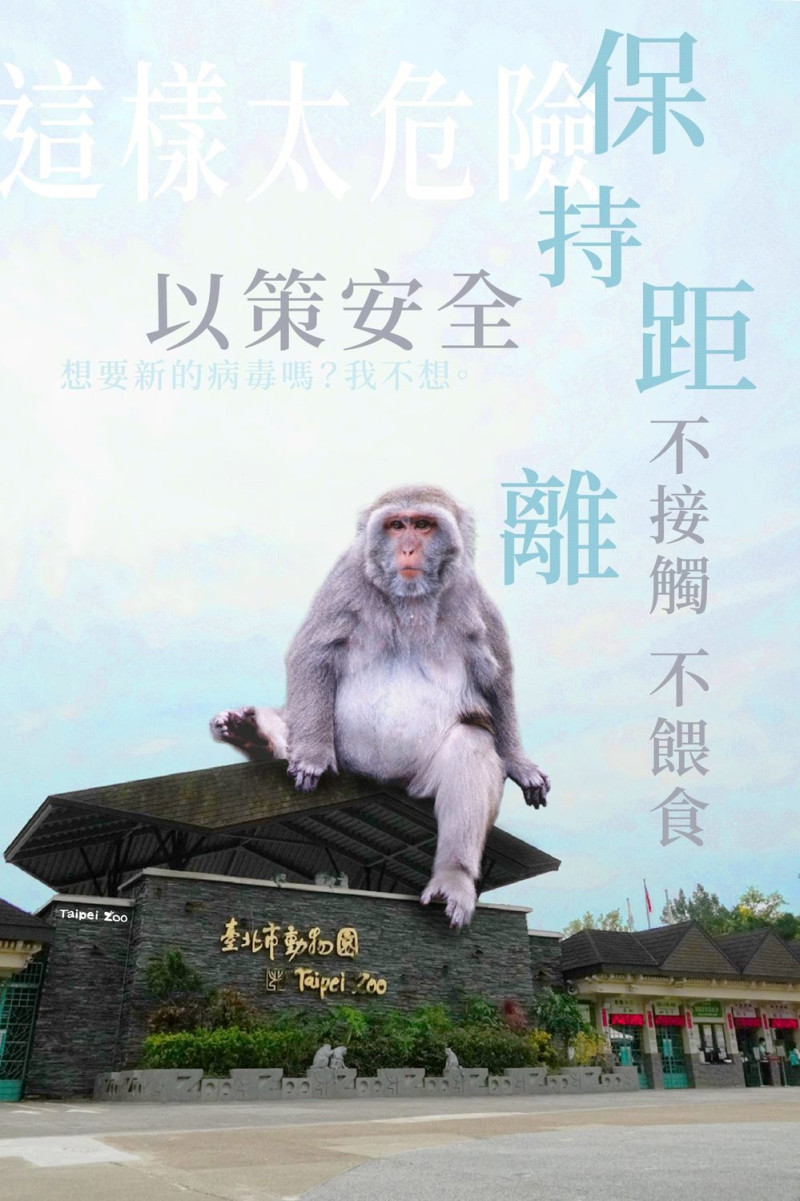 巨大獼猴臺灣獼猴呼籲民眾保持距離以策安全。   圖：台北市立動物園／提供