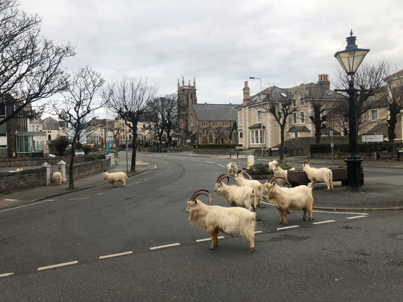 英國濱海小鎮蘭迪德諾所有道路上冷冷清清，取而代之的是大批山羊舉家入侵！    圖／Twitter@AndrewStuart