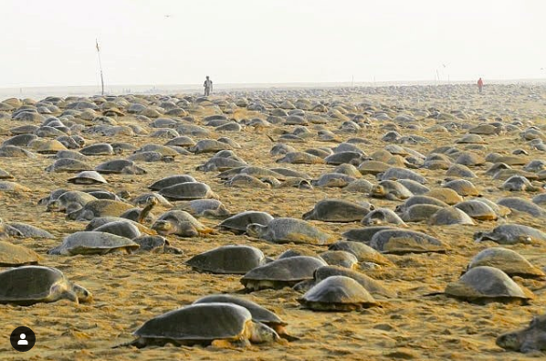 印度奧里薩邦的Rushikulya rookery海岸是世界著名的欖蠵龜築巢地。   圖：取自IG@bipro_seas