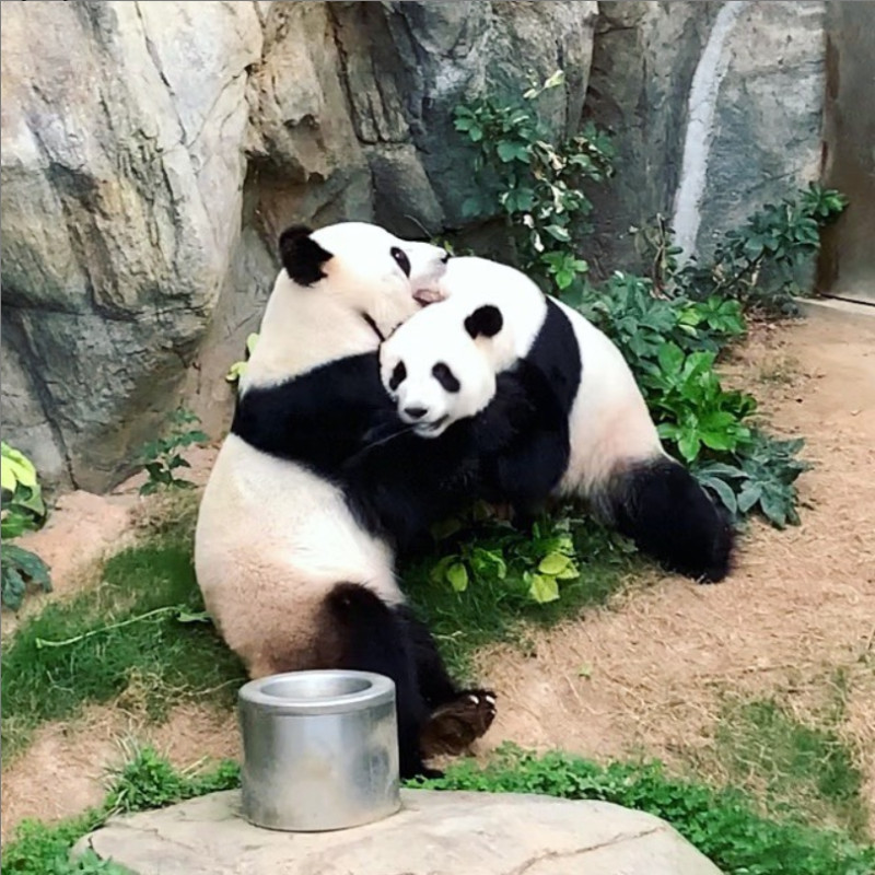 香港海洋公園內的熊貓樂樂、盈盈9年來首度自然交配成功。   圖：取自Instagram