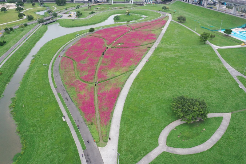 新北大都會公園佔地約1公頃紅豔豔的百日草，在春日溫暖的陽光及徐徐微風撥弄下，搖曳生姿。   圖：新北市政府／提供