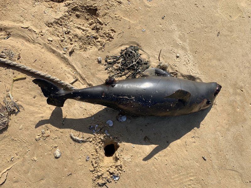 海巡署第九（金門）岸巡隊今天表示，岸巡人員在金沙鎮船型堡岸際發現一隻死亡鯨豚，外觀大致良好，無明顯外傷，死亡原因不明。這是今年金門地區第7起鯨豚擱淺死亡案。   圖 : 金門岸巡隊/ 提供