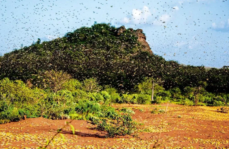 東非部分地區還傳出蝗蟲威脅，而這次蝗災規模更是高出兩個月前的20倍。   圖：翻攝自參考消息微信公眾號