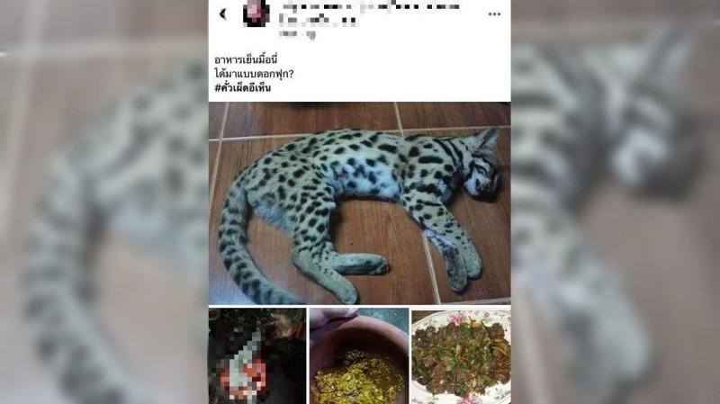 泰國一名女子在13日晚間在臉書PO出4張驚悚照片，炫耀她將野生小石虎煮成食物的過程。   翻攝มูลนิธิ วอชด็อก ไทยแลนด์ Watchdog Thailand Foundation -Wdt臉書