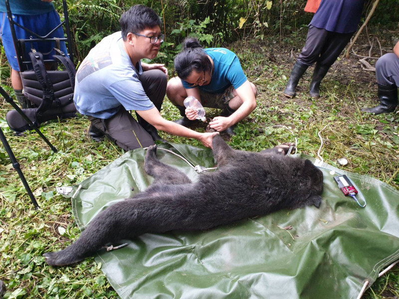 台東海瑞鄉錦屏林道發現台灣黑熊受困套索陷阱。   圖：台東林管處／提供