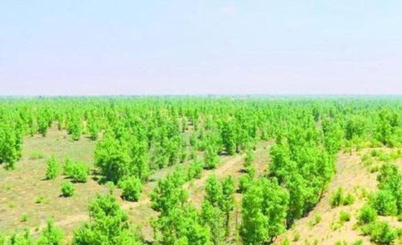 陝西省林業局表示，榆林以年1.62%的荒漠化逆轉速率，不斷縮小沙漠面積，未來毛烏素沙漠可望從陝西省的地圖上「消失」。   圖：翻攝自微博