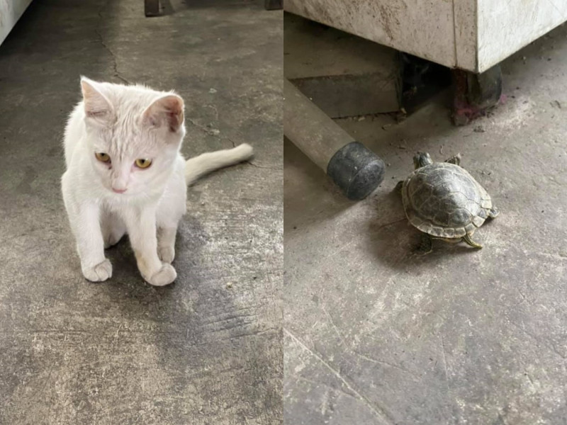 6個月大的小浪貓「小小白」，日前牠溜出去玩，回家時竟帶了一隻陌生烏龜。   圖／網友黃玉逸小姐授權提供