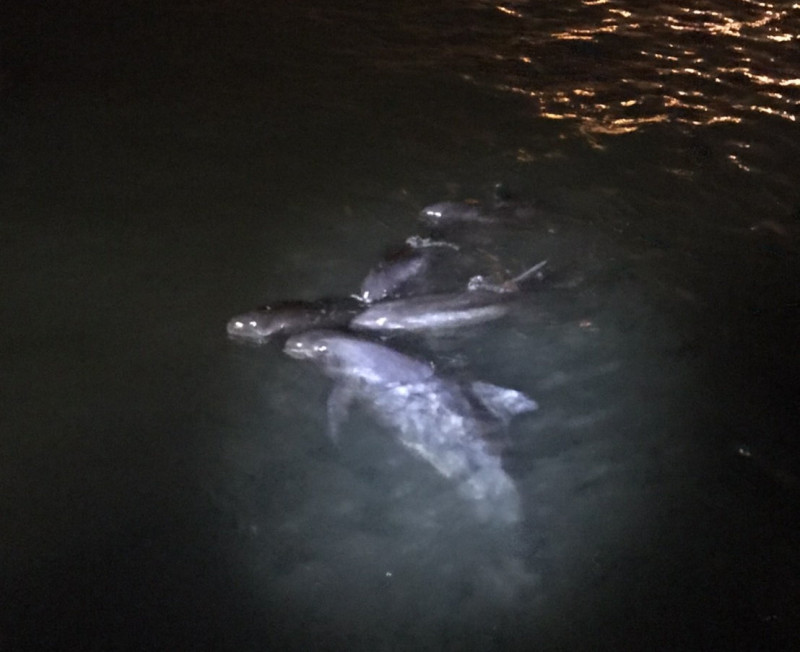 昨晚有一群小虎鯨迷航進入高雄港區。   圖：海保署/提供
