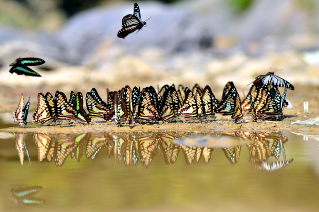 南投仁愛鄉南豐村是國內外蝴蝶研究重點區域之一，為台灣三大蝴蝶谷之一，棲息超過234種蝴蝶。   圖：水保局南投分局/提供