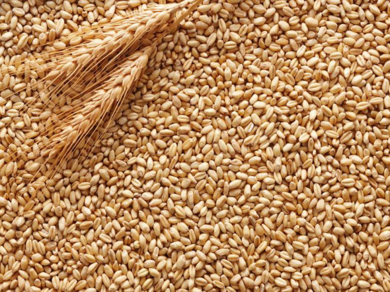 小麥仍是重要糧食作物   圖：翻攝自俄羅斯農業部