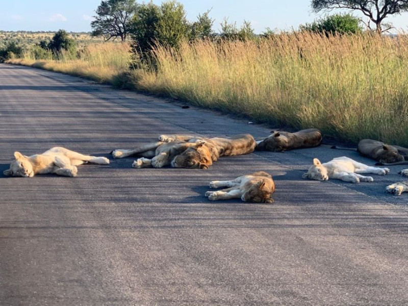 難得看見獅子整排「睡馬路」的畫面！   圖／FB@Kruger National Park