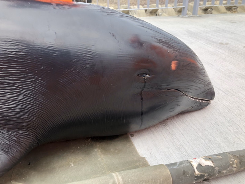 昨（27）日台中發現的瓜頭鯨遺體在搬運過程中竟流下眼淚。   圖：海巡署／提供
