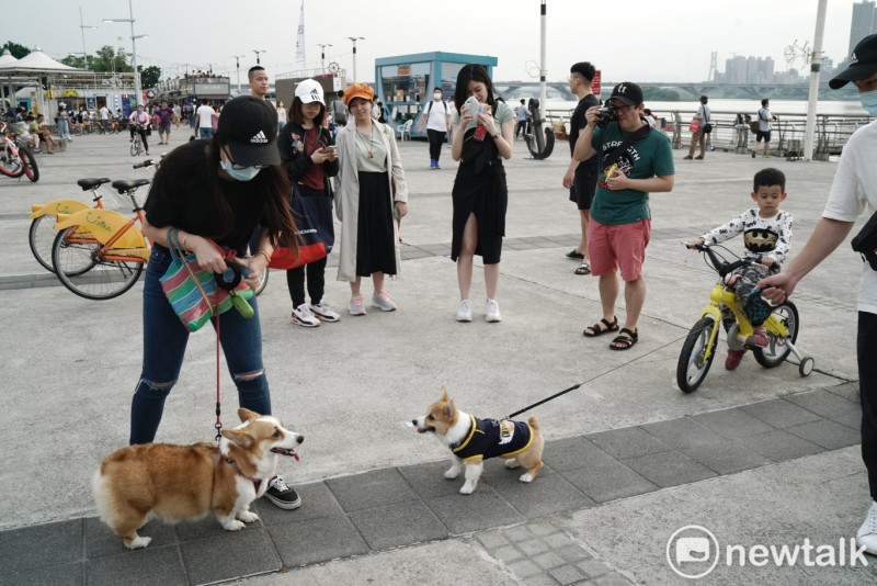 狗狗打招呼，吸引眾人爭相拍照。   圖：張良一/攝