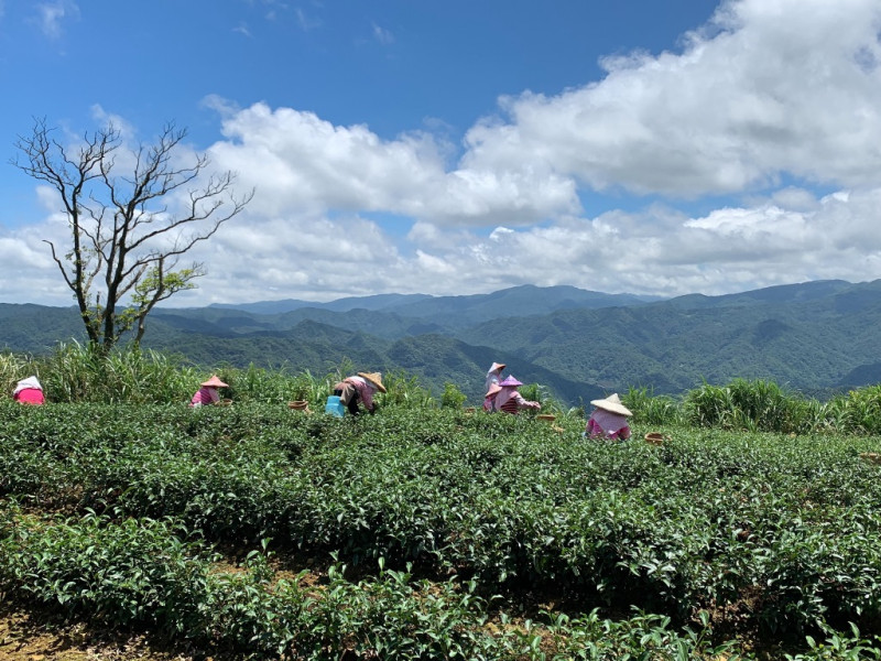 新北市是文山包種茶的發源地，「茶鄉」坪林更是最大產區。    圖：新北市農業局提供