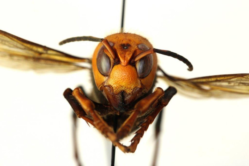 根據《CNN》等多家美國媒體報導，具有高度毒性的的外來種巨大黃蜂日前登陸美國華盛頓州。   圖:擷自agr.wa.gov