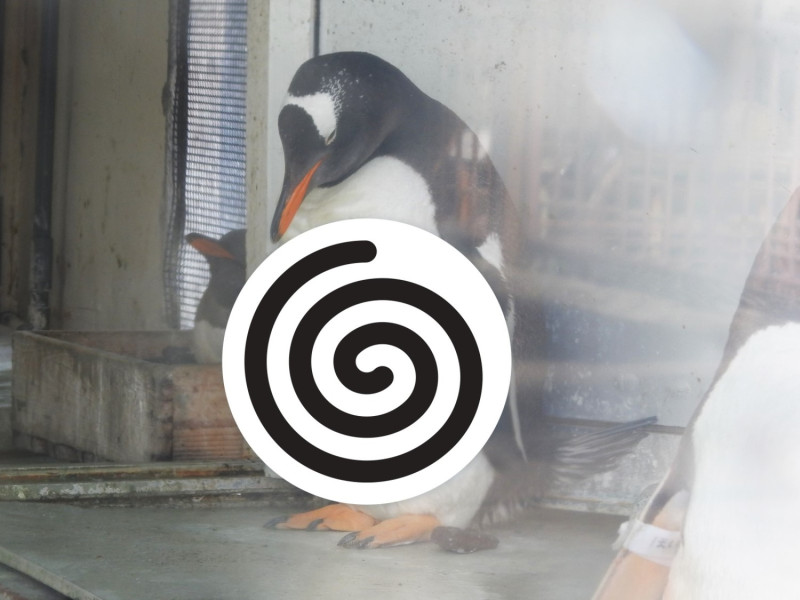 一隻2歲的巴布亞企鵝因為站在牆前沉思而爆紅……   圖／twitter@otarua水族館