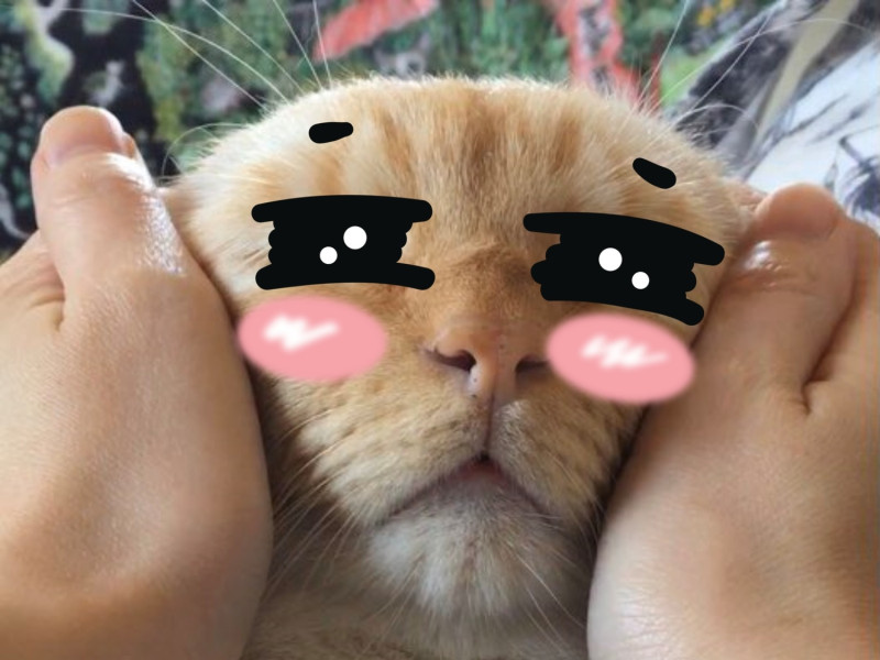 日本一隻奶油貓Teto個性溫和。   圖／Twitter@basteto3
