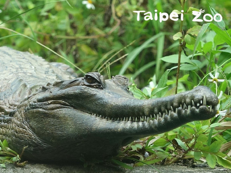 馬來長吻鱷媽媽護子的暖心舉動顛覆大家對鱷魚兇猛的印象。   圖：台北市立動物園／提供