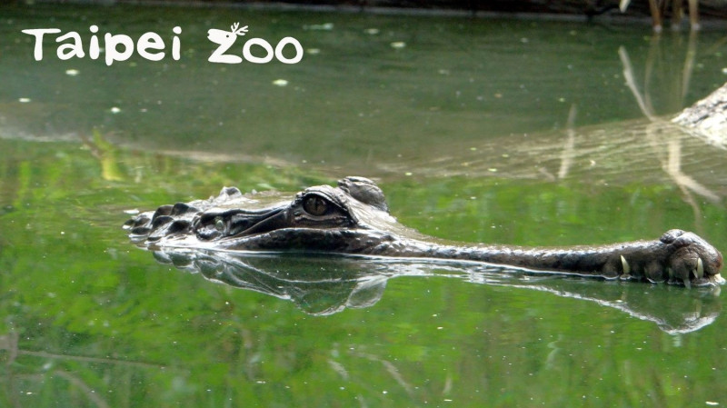 馬來長吻鱷分布於泰國南部、馬來西亞印尼的沼澤、溪流和湖泊等地。   圖：台北市立動物園／提供