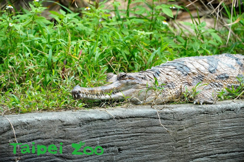 許多人都認為鱷魚是非常兇狠的危險動物，但其實鱷魚也有非常溫柔的一面。   圖：台北市立動物園／提供