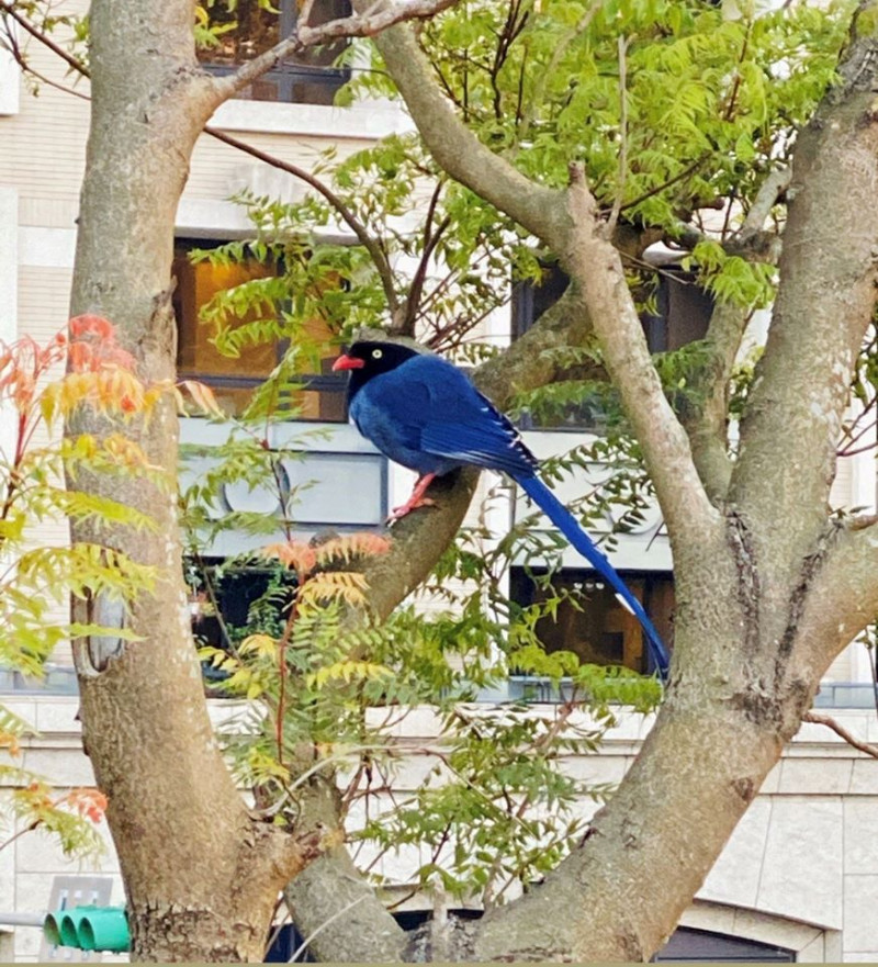 美麗又霸氣的台灣藍鵲在AIT門前樹上築巢。   圖：取自AIT臉書