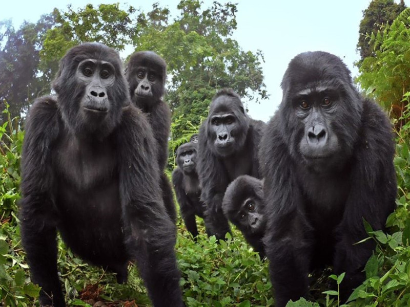 猩猩家族們對於間諜猩猩感到相當好奇。   圖／FB@John Downer Productions