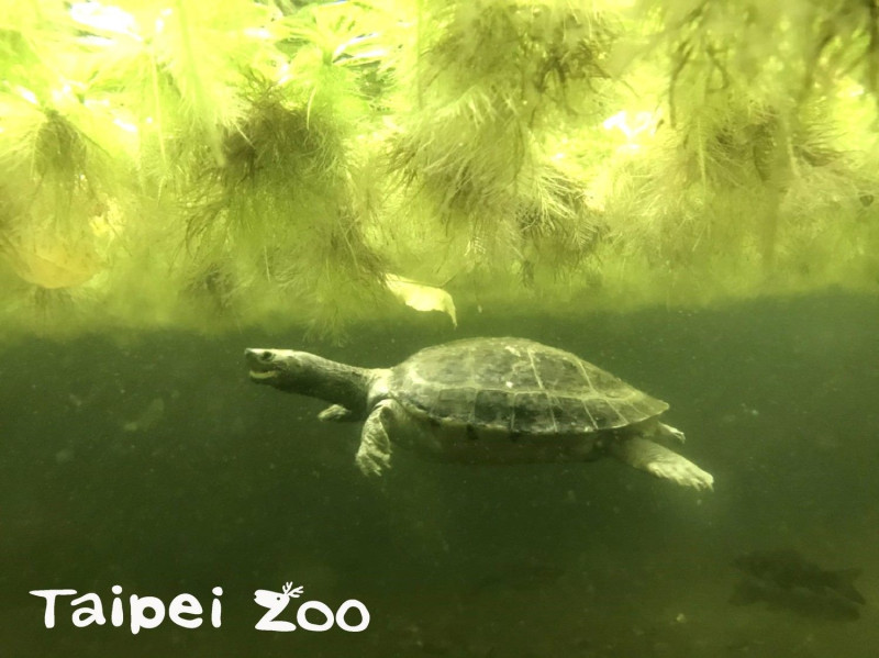 熱帶雨林戶外區再度推出「冰鎮西瓜」，讓大家隔著玻璃，觀察水中載浮載沉的西瓜龜。   圖：台北市立動物園／提供