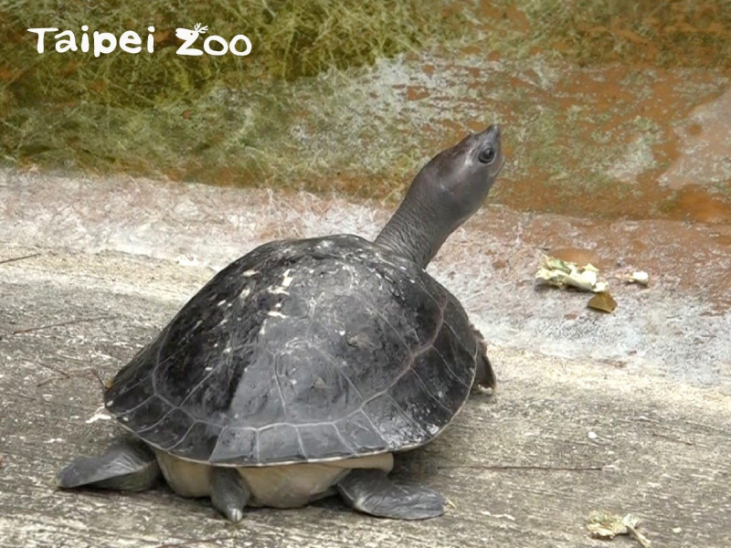 隨著溫度漸暖，西瓜龜的活力也越來越好。   圖：台北市立動物園／提供