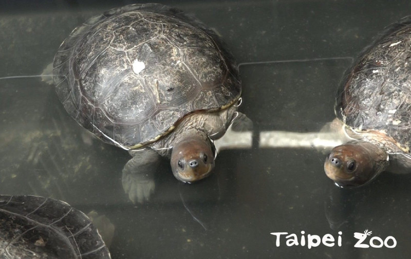 台灣冬季濕冷，保育員怕西瓜龜真的變成「冰鎮西瓜」，暫時移至後場室內環境照顧。   圖：台北市立動物園／提供