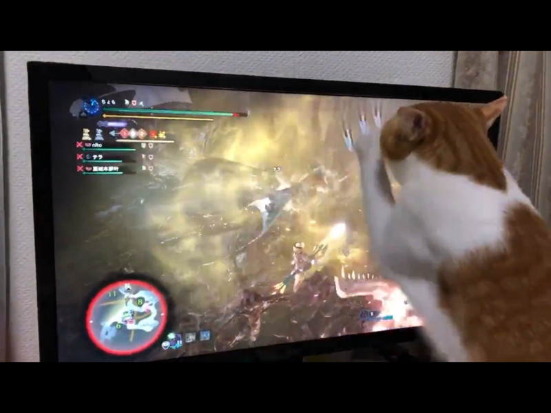 一名推主分享了自己打遊戲時的影片，並宣稱自家的貓咪很熱情地幫忙。   圖／Twitter@chomo_MHWIB
