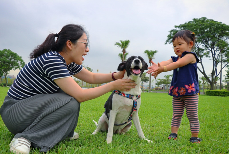 十三行博物館7月推出動物輔導活動，請到專業動輔師引領可愛治療犬們與星兒互動。   圖：十三行博物館／提供