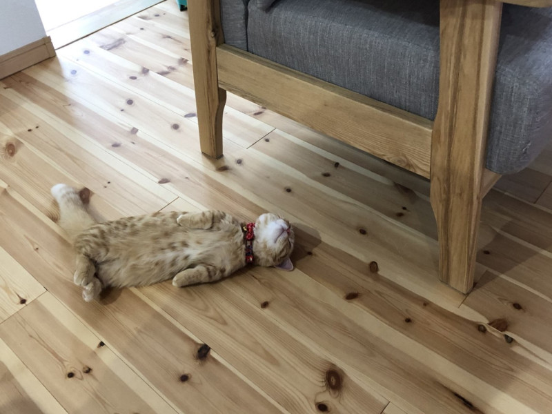曼赤肯橘貓「Putico」玩太嗨倒地板呼呼大睡，幾乎要跟地板融為一體。   圖／twitter@puuuutttyo