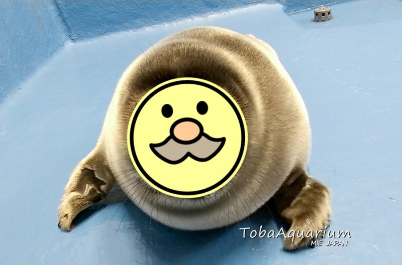 日本鳥羽水族館日前誕生的貝加爾小海豹「微笑君」有張老成的阿伯臉。   圖／Twitter@TOBA_AQUARIUM