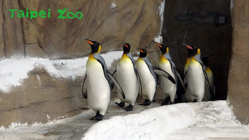 國王企鵝每日早上進行30分鐘的健走。   圖：台北市立動物園／提供