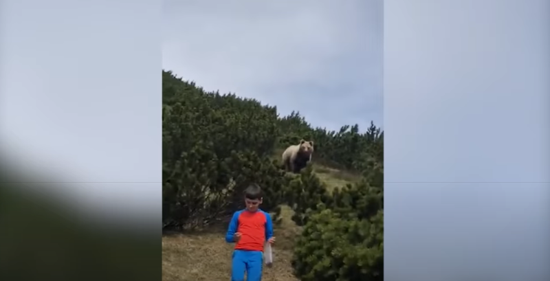 12歲的男孩亞歷山德羅跟家人野餐時，跑到灌木叢中撿松果，不料，竟引來一頭棕熊跟隨在後。   （擷取自網路）