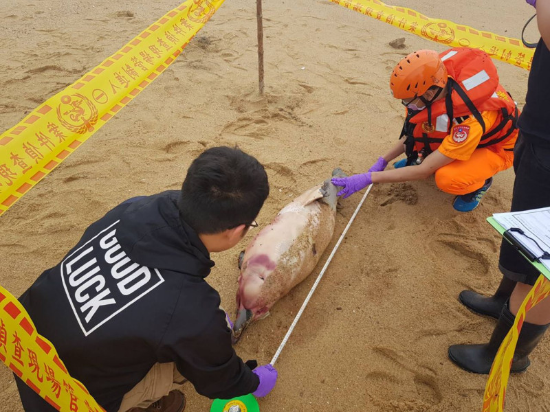 金門縣金寧鄉安岐岸際沙灘今（28）日發現一隻疑似為保育類中華白海豚之屍體。   圖：海巡署／提供