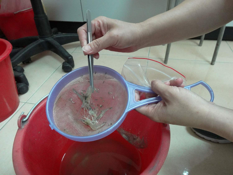 嘉義縣政府針對「十足目虹彩病毒」採集養殖戶的蝦子進行檢驗。   圖：嘉義縣政府/提供