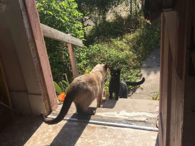 住在美國新紐奧良的藝術家伊達，在去年秋天時注意到黑浪貓莎樂美會來找自家待在後花園曬太陽的貓咪。   圖／Ida Floreak
