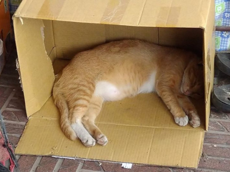 小浪貓「橘阿」是民眾在隔壁花園地下道餵養將近半年的貓咪。   圖／網友蟹老闆授權提供