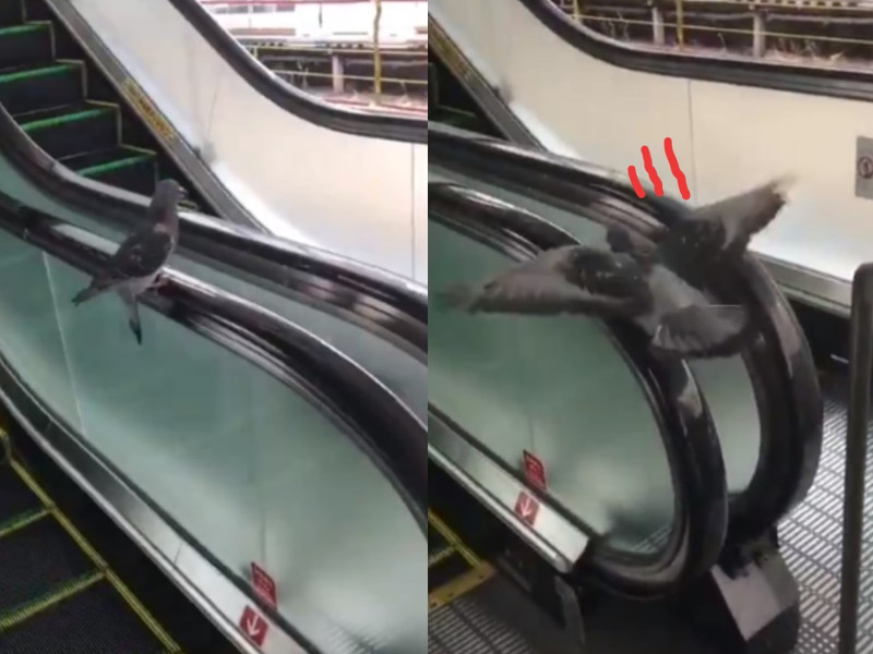 日本一名推主日前在車站月台目睹一隻鴿子偷懶將手扶梯當成「順風車」一路滑下樓。   圖／twitter@saku_saku114