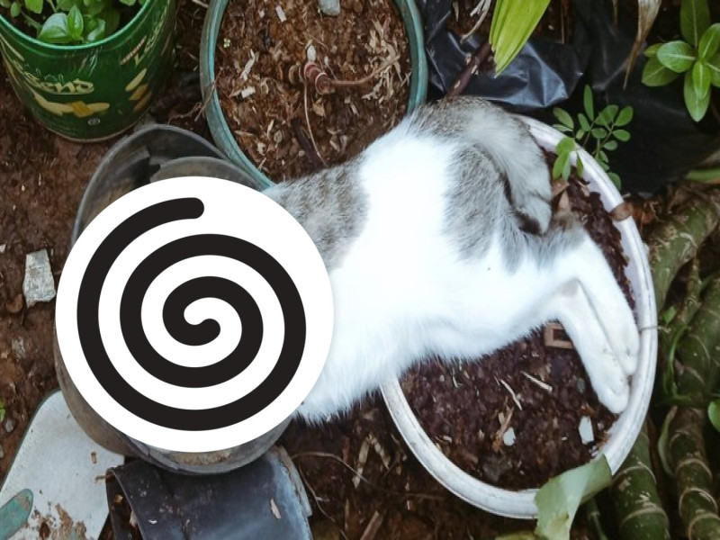 印尼一名推主家裡養的貓竟以「倒栽蔥」姿勢睡在花盆中。   圖／twitter@yeliqm