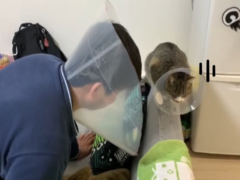 日本一名貓咪飼主為了安慰結紮後憂鬱的愛貓，竟然腦洞大開有樣學樣帶起「頭套」，只不過似乎沒有鼓勵到貓咪。   圖／twitter@nekomarusuisan7