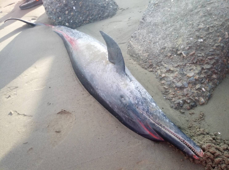 嘉義好美里沙灘今（10）日清晨驚見一隻死亡幼年熱帶斑海豚。   圖：海巡署／提供