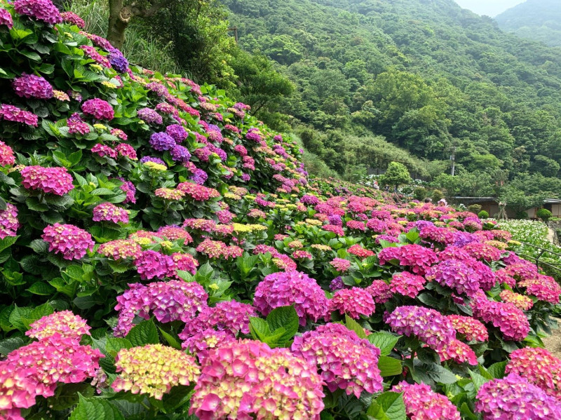 陽明山頂湖繡球花正盛開。   圖：台北市大地工程處／提供