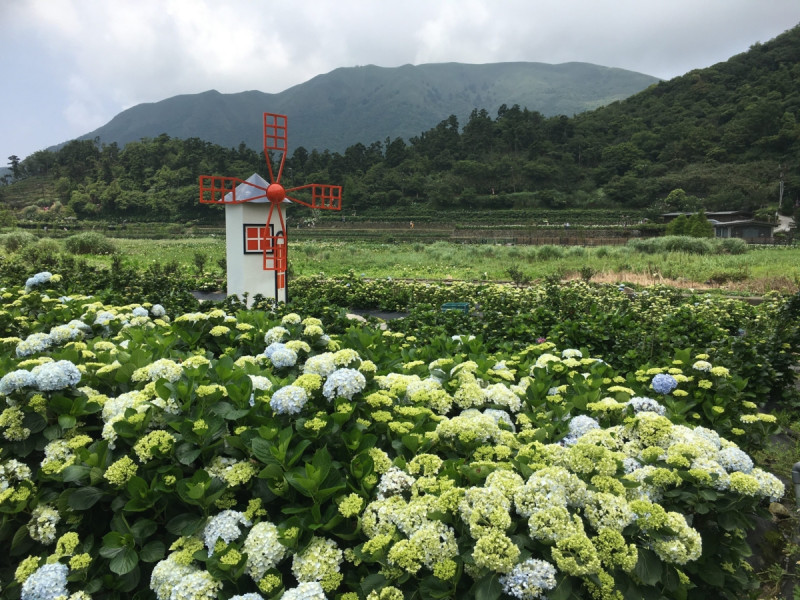 繡球花會因土壤酸鹼性不同開出繽紛花色。   圖：台北市大地工程處／提供