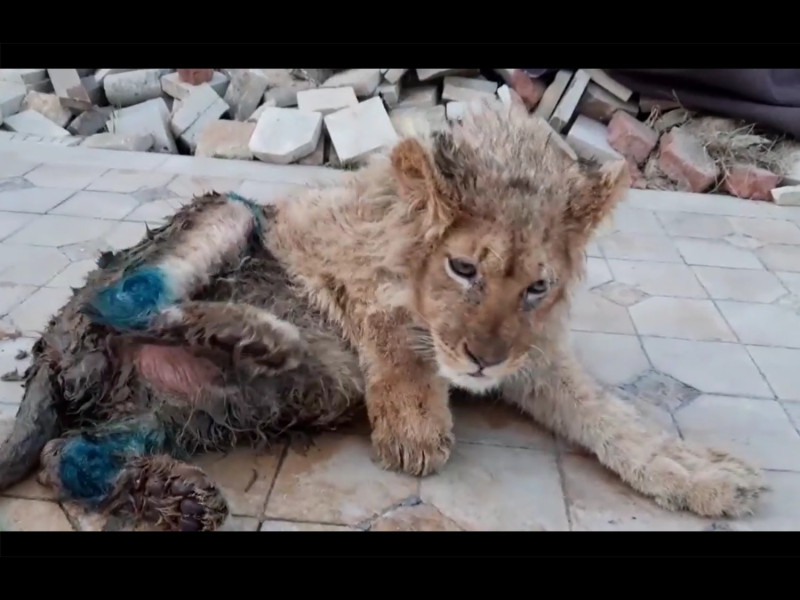 俄羅斯一隻小獅子後腿遭惡意打斷，被發現時幾乎快要餓死。   圖／Karen Dallakyan