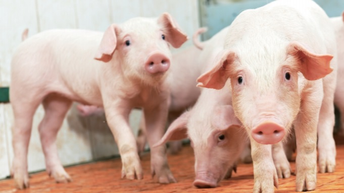 台灣養豬事業曾因口蹄疫重創，努力了23年，可望獲得世界動物衛生組織宣布自疫區除名，得以重返國際市場。   圖：翻攝自農委會