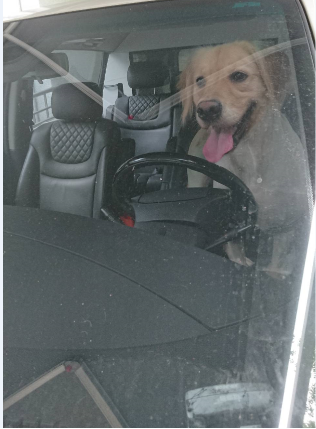 《台北市犬貓飼養基本照護規則》明訂不得將犬、貓單獨留置於汽車內，以避免汗線不發達的毛孩，因飼主疏忽而造成中暑等生命危險。   圖：台北市動保處／提供