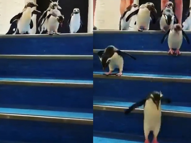 一群企鵝跟著工作人員搖搖擺擺走到樓梯間，像剛學會走路的孩子下樓梯。   圖／IG@claudielayton