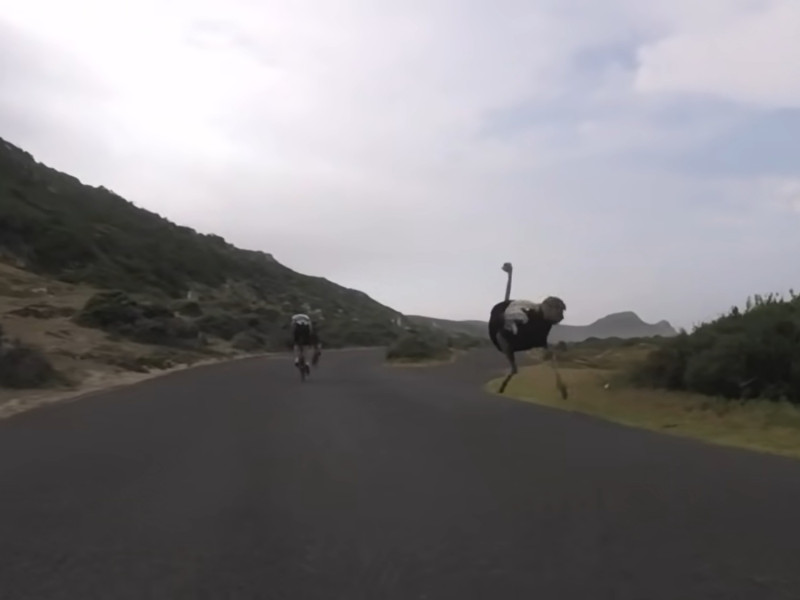 鴕鳥突然跑來跟在兩名自行車手後面狂奔。   圖／Youtube@Oleksiy